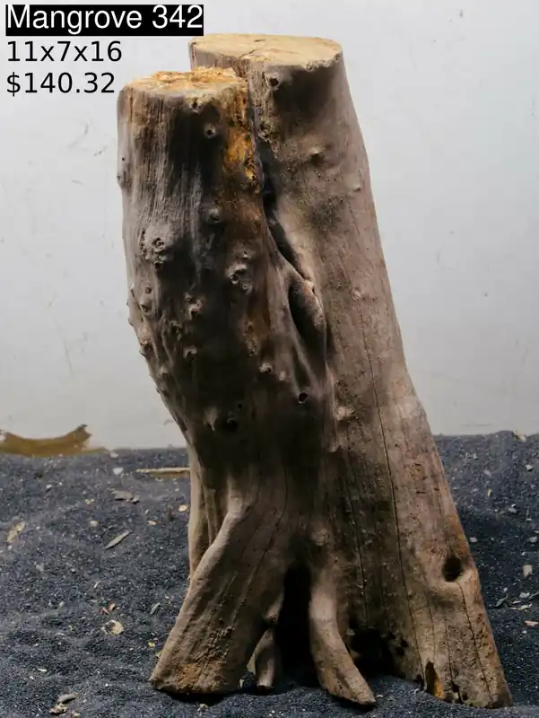 Mangrove Tree Stump 342 - Aqua Rocks Colorado