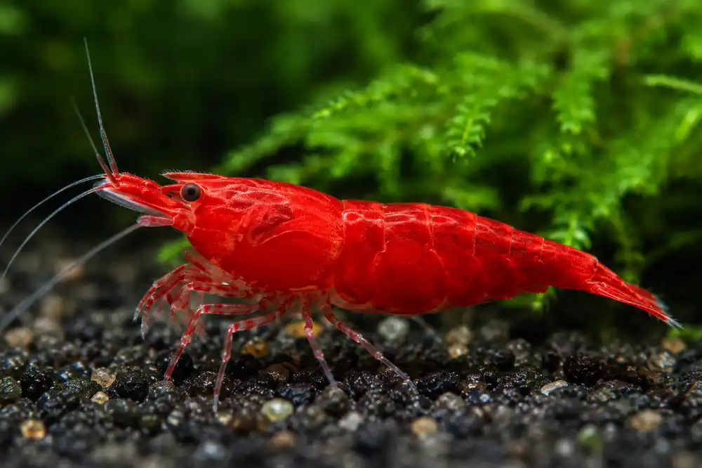 Fire Red Shrimp - Aqua Rocks Colorado