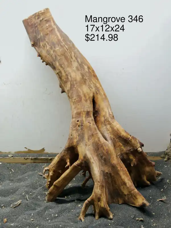 Mangrove Tree Stump 346 - Aqua Rocks Colorado