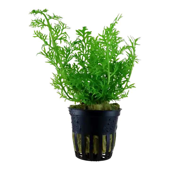 Ceratopteris thalictroides - Tropica - POT