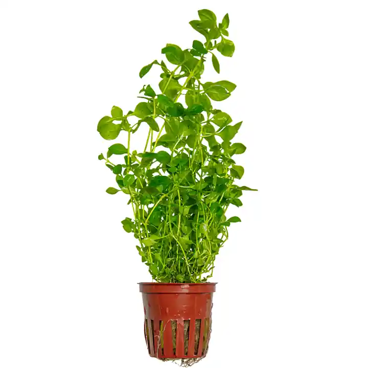 Ludwigia palustris 'Green' - Tropica
