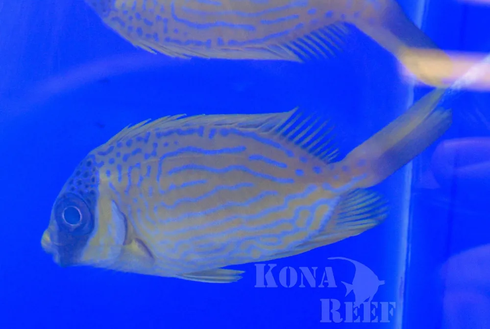 Blue Lined Rabbitfish - LA Supplier