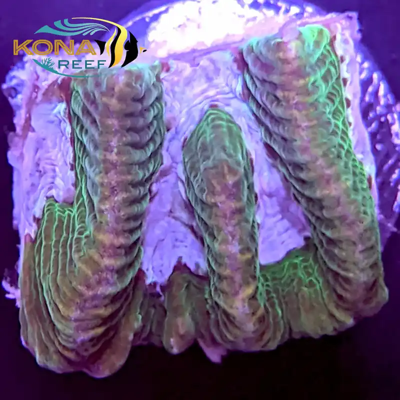 Purple River Platygyra Frag - Kona Aquaculture