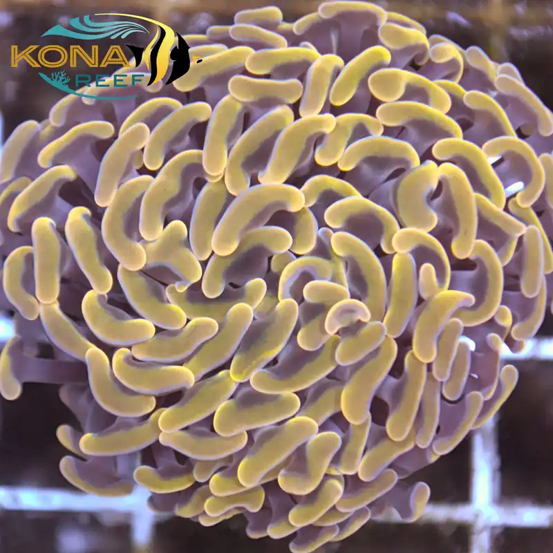 Gold Tip Purple Hammer Euphyllia Frag - Kona Aquaculture