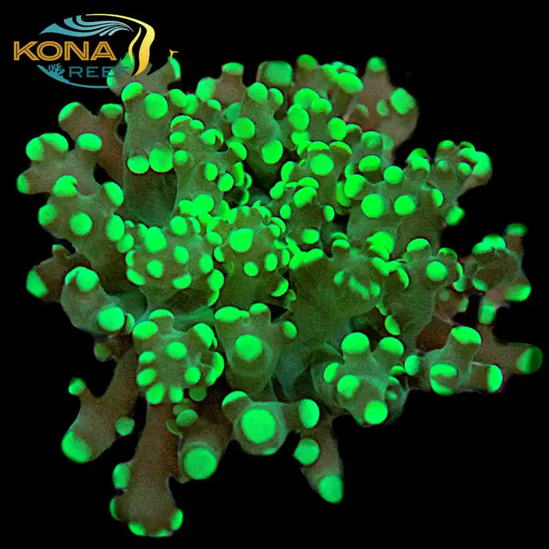 Green Octospawn Euphyllia Frag - Kona Aquaculture