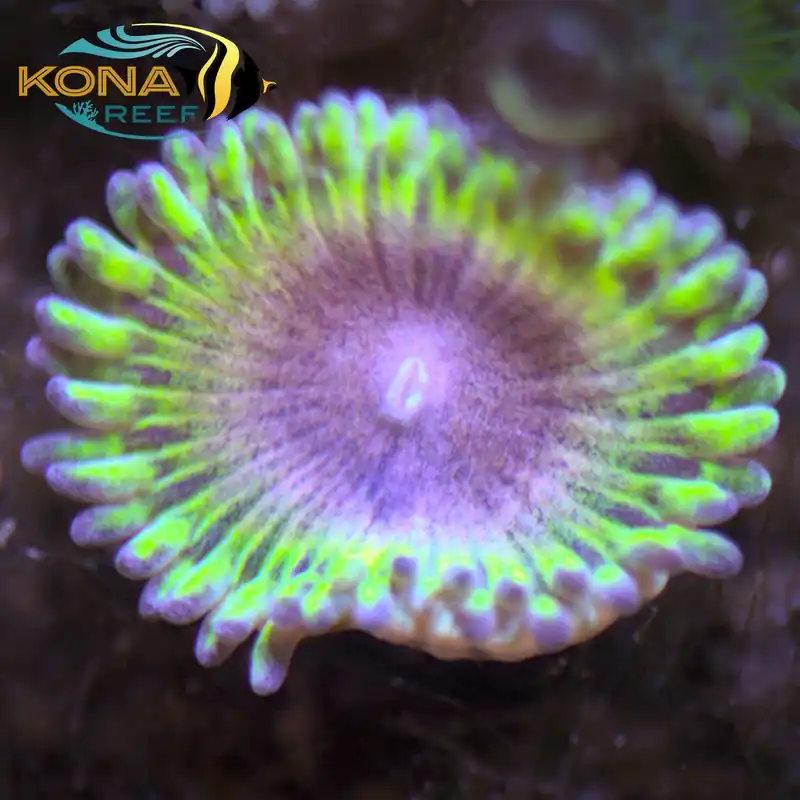 Purple and Green Palythoa Frag - Kona Aquaculture