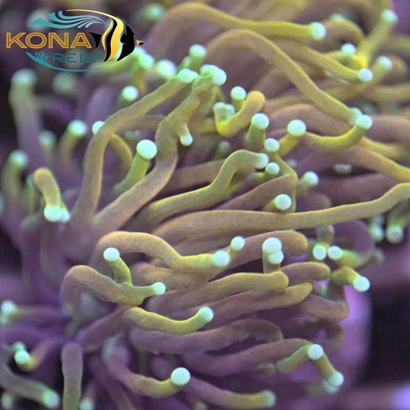 Teal Tip Gold Indo Torch Euphyllia Frag - Kona Aquaculture