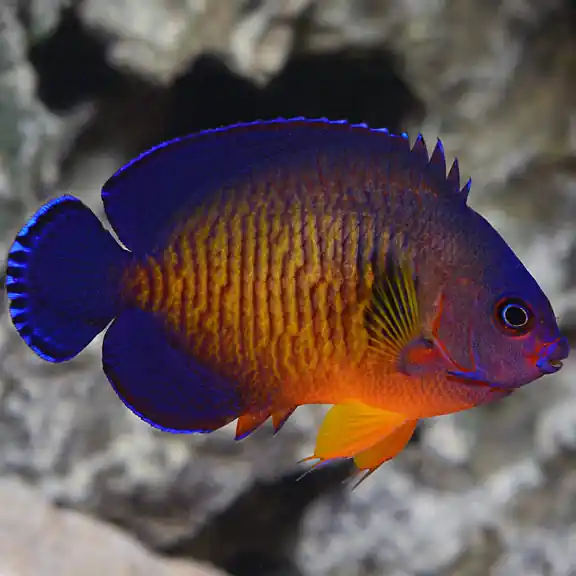 Coral Beauty Angelfish (Centropyge bispinosa) - Squeaky's Aquatics