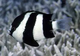 Three Stripe Damselfish (Dascyllus aruanus) - Squeaky's Aquatics
