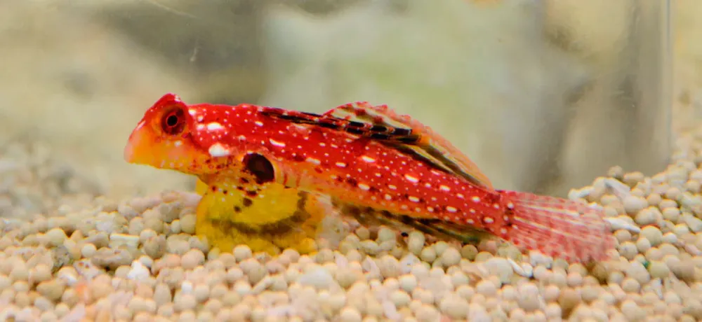 Ruby Red Dragonet (Synchiropus sycorax) - Squeaky's Aquatics