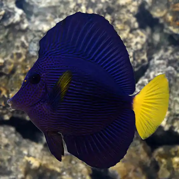 Purple Tang (Zebrasoma xanthurum) - Squeaky's Aquatics