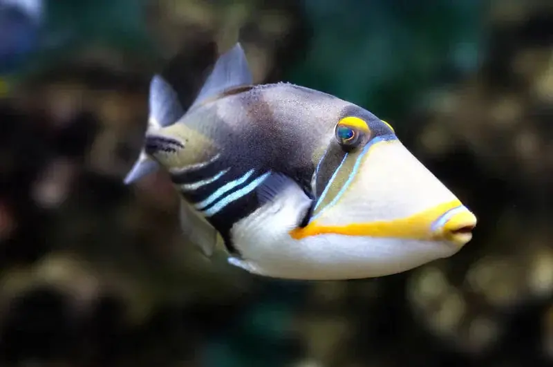 Humu Picasso Trigger (Rhinecanthus aculeatus) - Squeaky's Aquatics