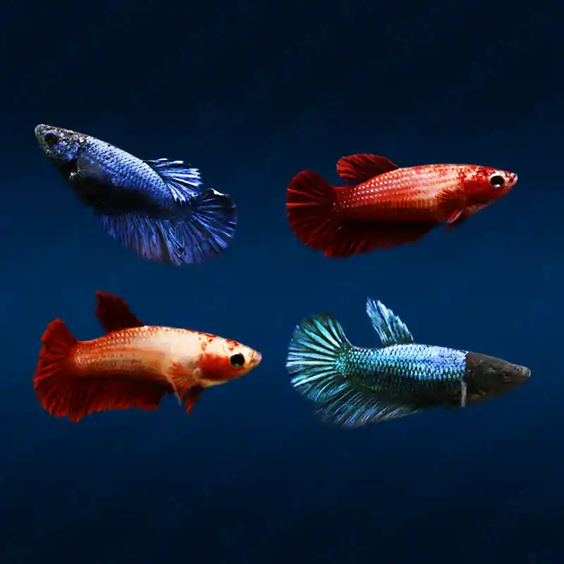 Female Betta — Assorted Colors (Betta splendens) - Squeaky's Aquatics