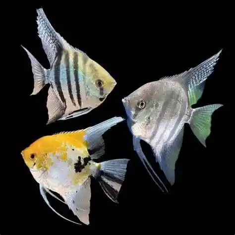 Assorted Angelfish (Pterophyllum scalare) - Medium