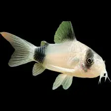 Panda Cory (Corydoras panda) | Live Freshwater Community Fish - Squeaky's Aquatics