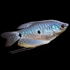 Blue Gourami - Squeaky's Aquatics