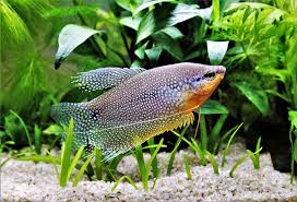 Pearl Gourami - Squeaky's Aquatics