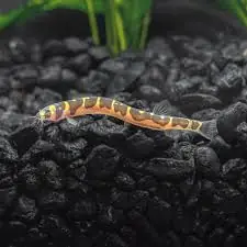 Kuhli Loach - Squeaky's Aquatics