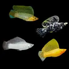 Sailfin Molly (Poecilia latipinna) - Squeaky's Aquatics
