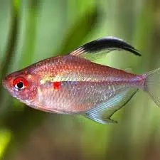 Bleeding Heart Tetra (Hyphessobrycon erythrostigma) - Squeaky's Aquatics