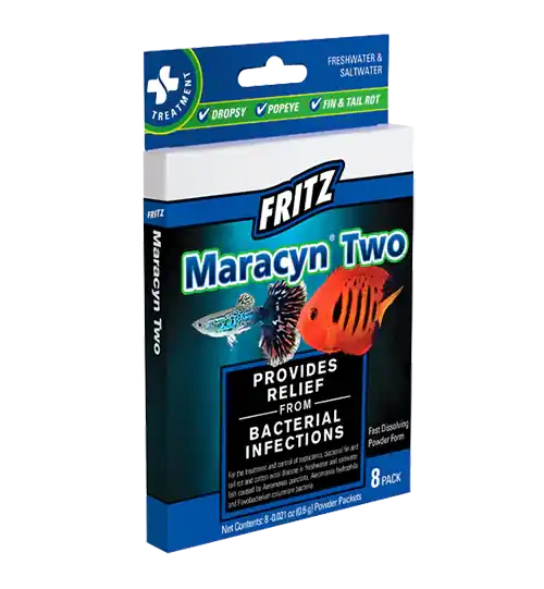 Fritz Maracyn 2