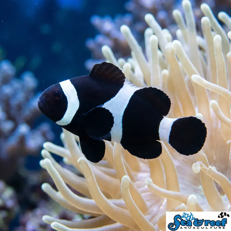 Black Darwin Ocellaris Clownfish (Amphiprion ocellaris) - Squeaky's Aquatics