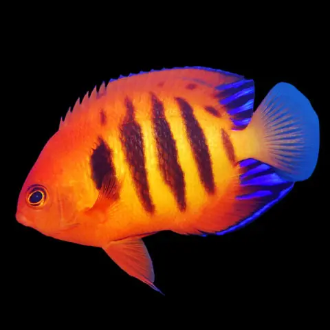 Flame Angel - Squeaky's Aquatics