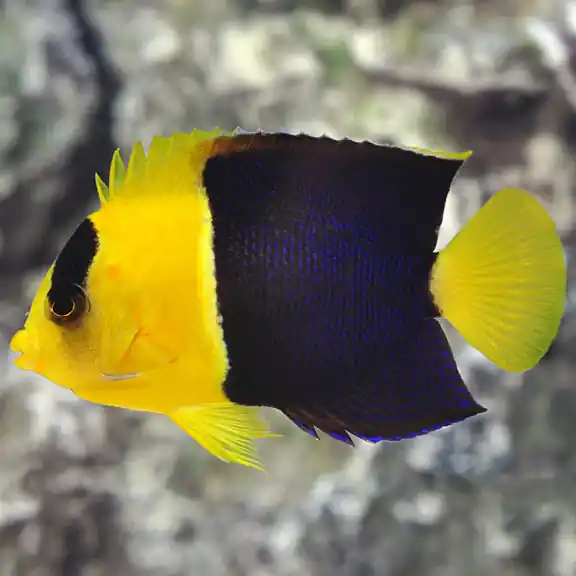 Bicolor Angelfish (Centropyge bicolor) - Squeaky's Aquatics