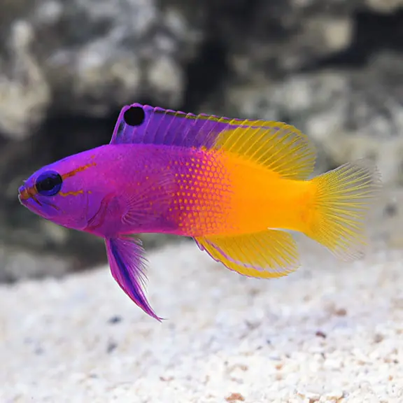 Royal Gramma (Gramma loreto) - Squeaky's Aquatics