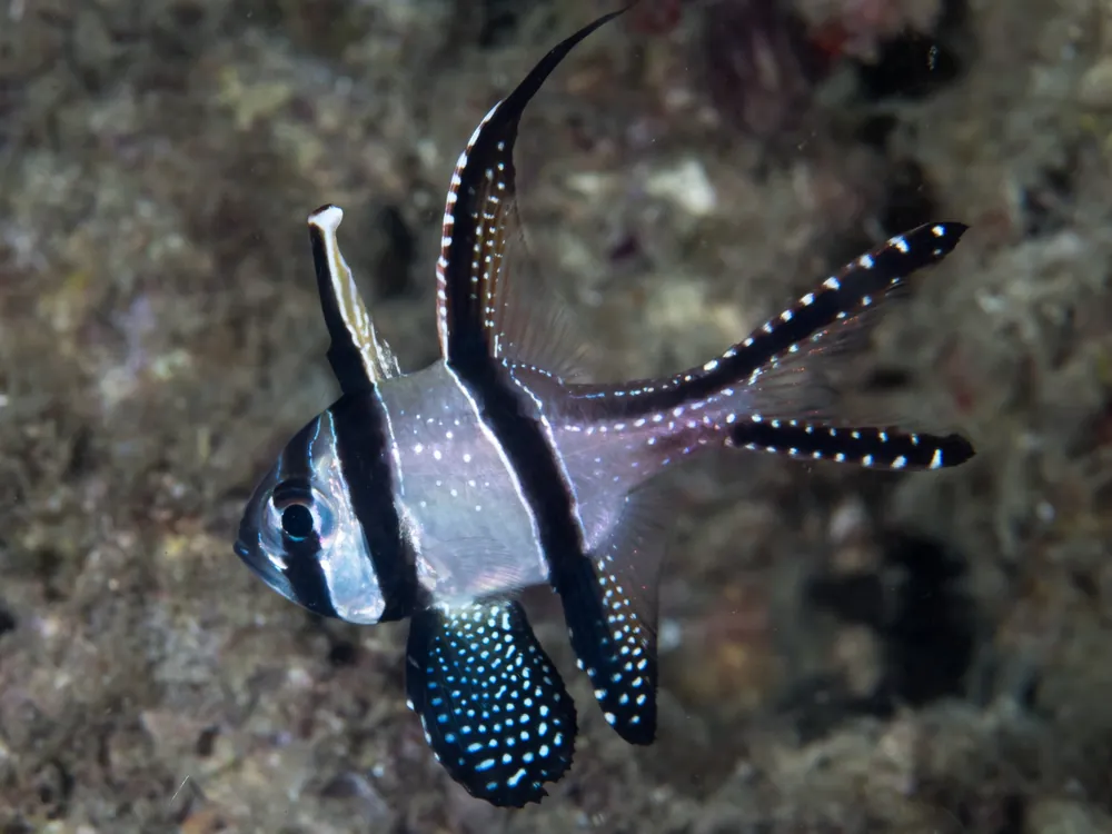 Banggai Cardinal (Pterapogon kaudernii) - Squeaky's Aquatics