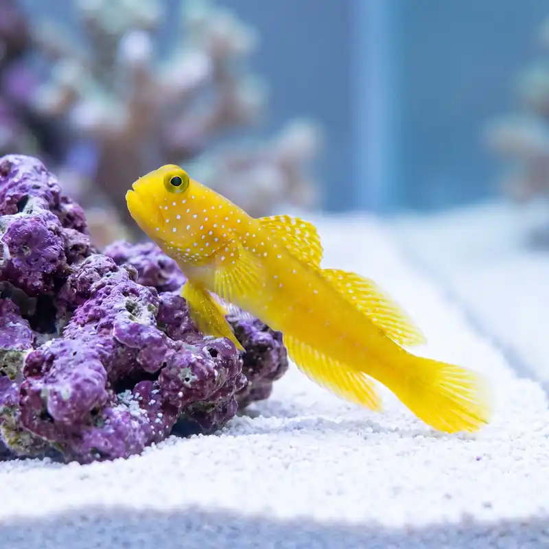 False Yellow Watchman Goby (Cryptocentrus cinctus) - Squeaky's Aquatics