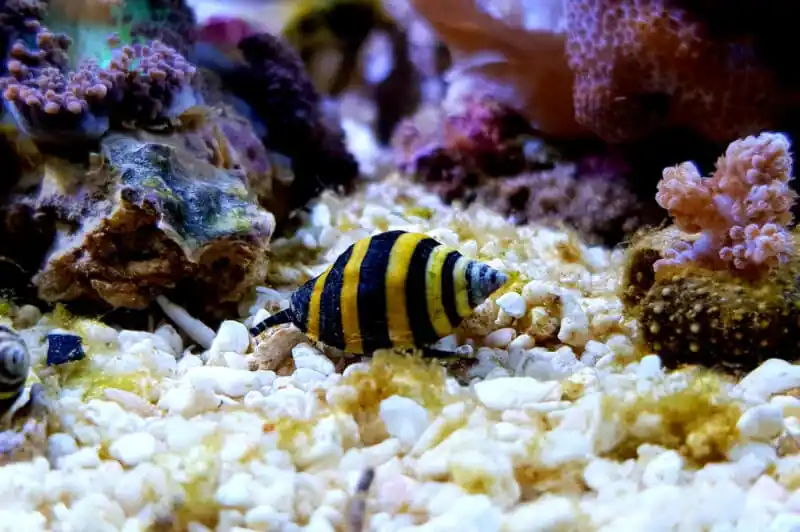 Bumble Bee Snails - Squeaky's Aquatics