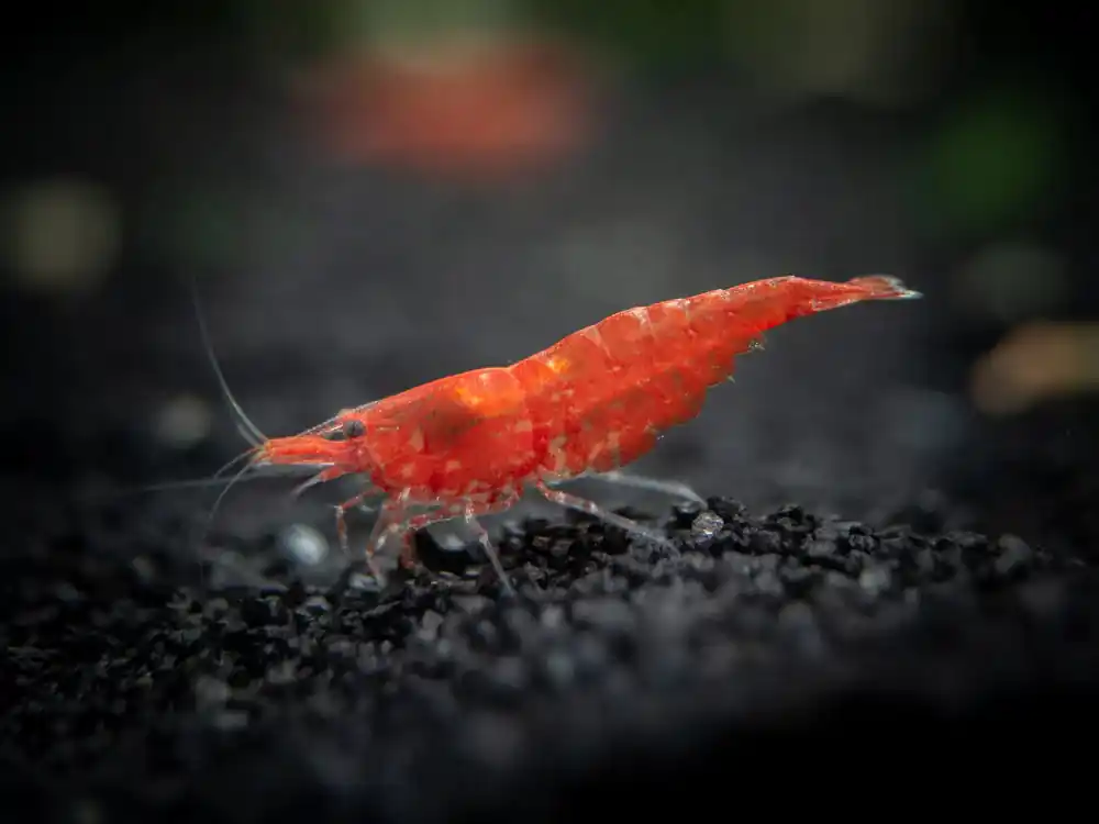 Shrimp - Cherry Red