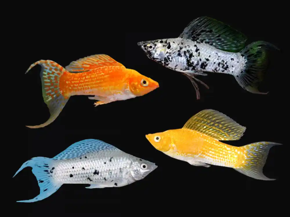 Assorted Lyretail Molly (Poecilia latipinna) - Squeaky's Aquatics