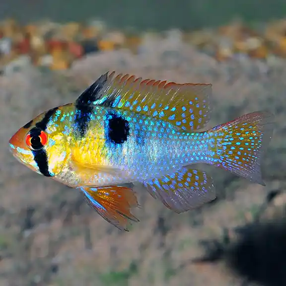 German Blue Ram (Mikrogeophagus ramirezi) - Squeaky's Aquatics