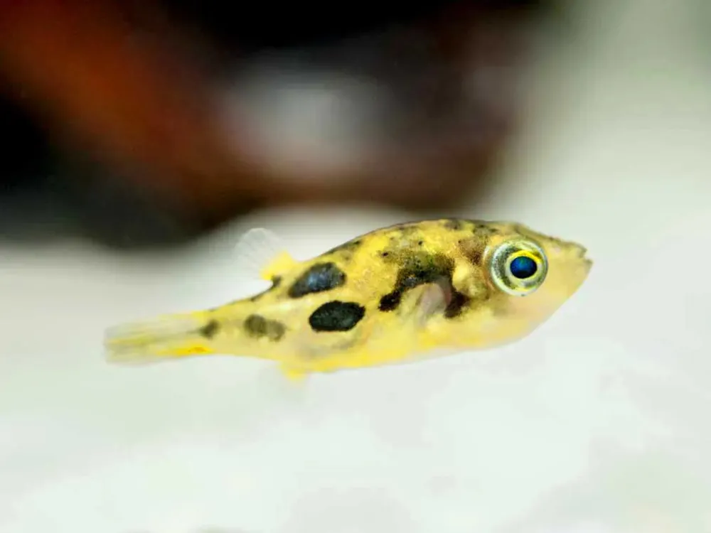 Puffer - Indian Pea
