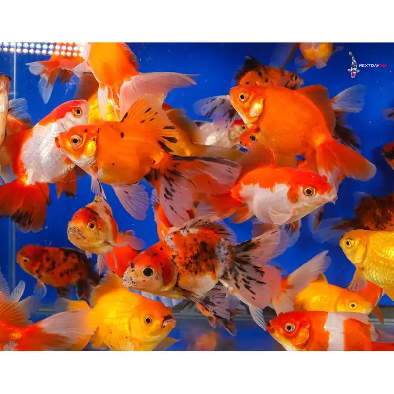 Mixed Fancy Goldfish (Carassius auratus) - Squeaky's Aquatics