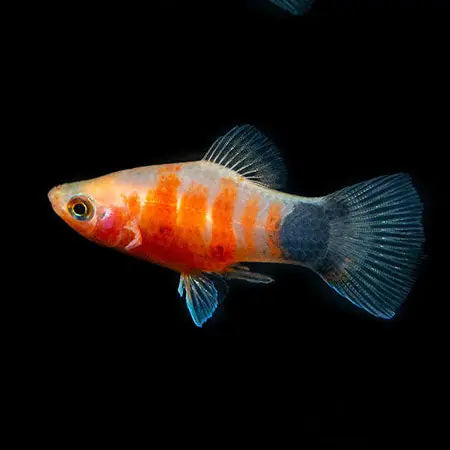 Platy - Peppermint