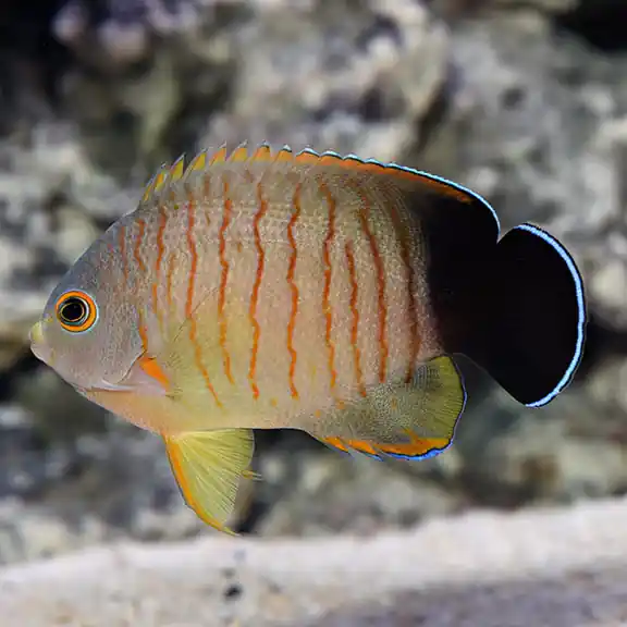 Eibli Angelfish (Centropyge eibli) - Squeaky's Aquatics