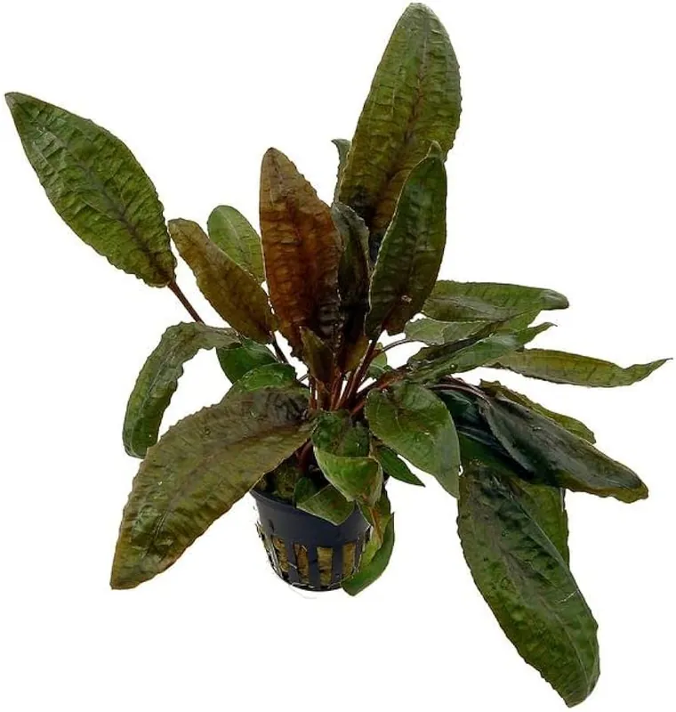 Cryptocoryne wendtii 'Bronze' - Potted