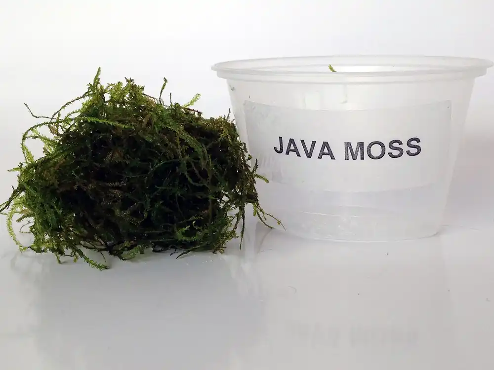 Java Moss (Taxiphyllum barbieri) - Squeaky's Aquatics