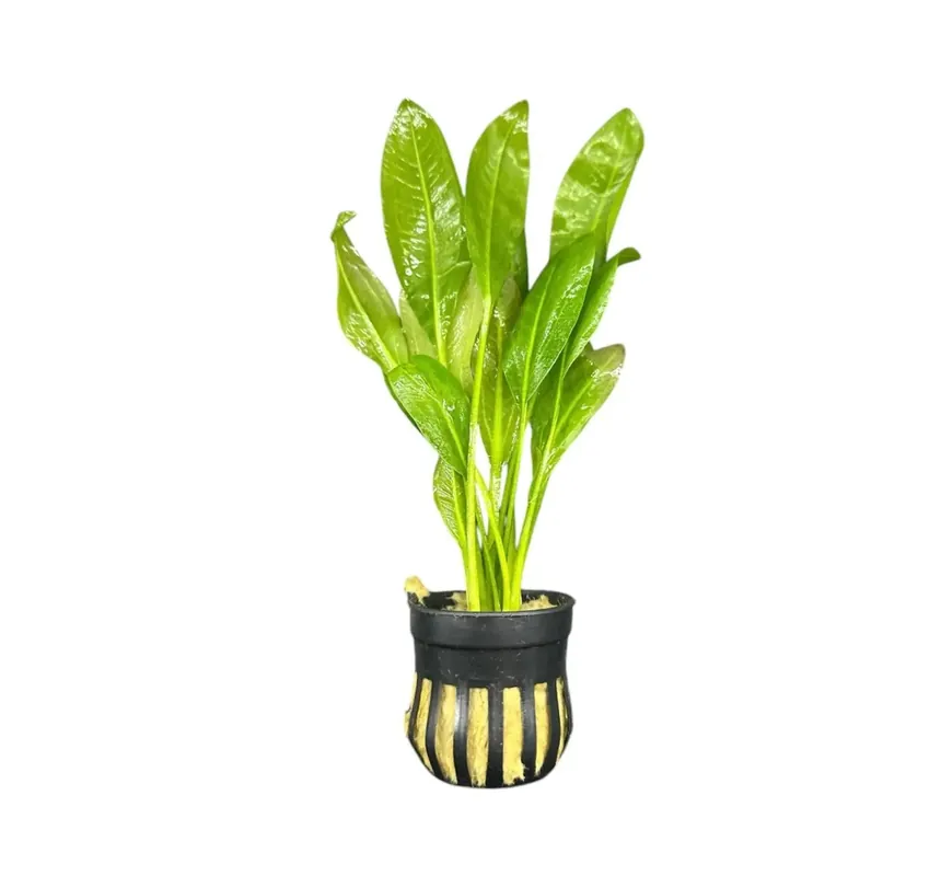 Amazon Sword (Echinodorus grisebachii) - Potted