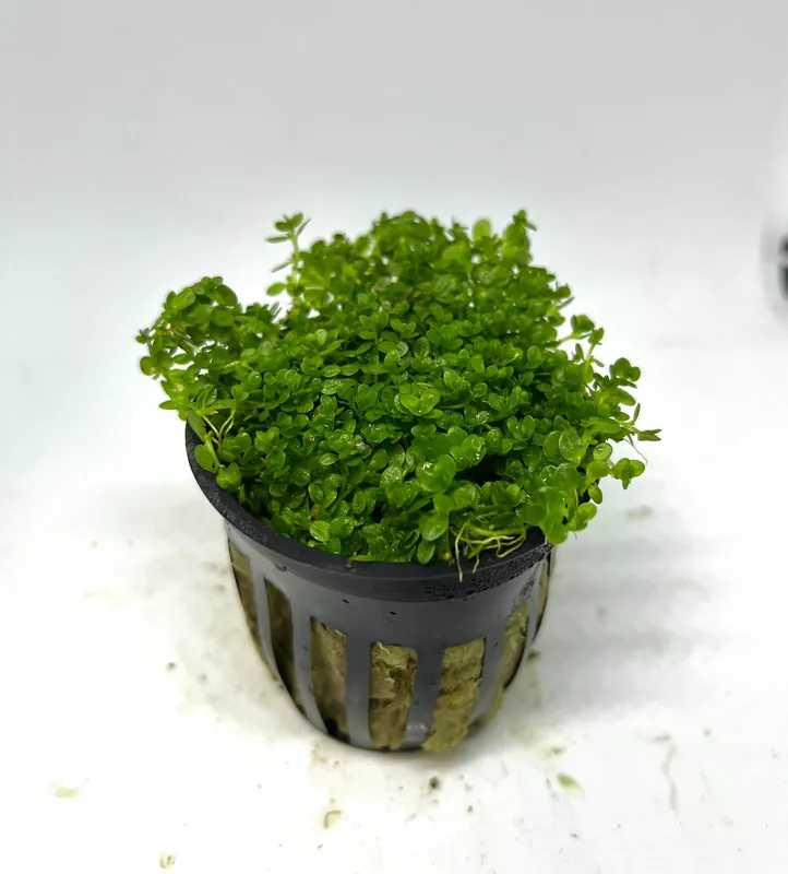 Dwarf Baby Tears (Hemianthus callitrichoides 'Cuba') - Squeaky's Aquatics