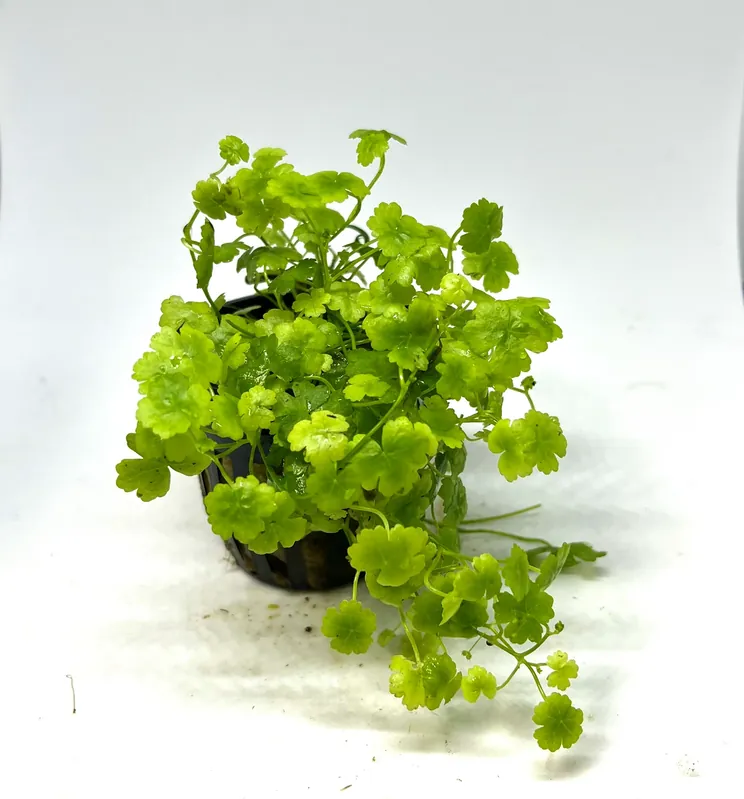 Hydrocotyle 'Japan' - Potted
