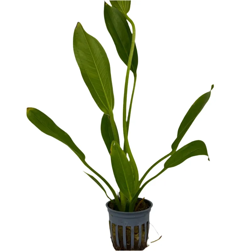 Melon Sword (Echinodorus osiris) - Potted
