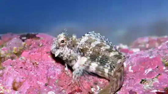 Lawnmower Blenny (Salarias fasciatus) - Squeaky's Aquatics