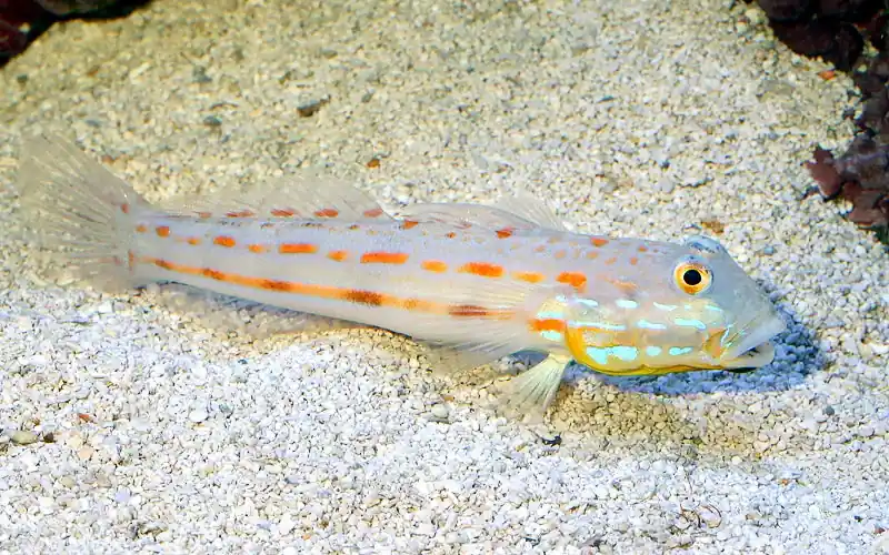 Diamond Sleeper Goby (Valenciennea puellaris) - Squeaky's Aquatics