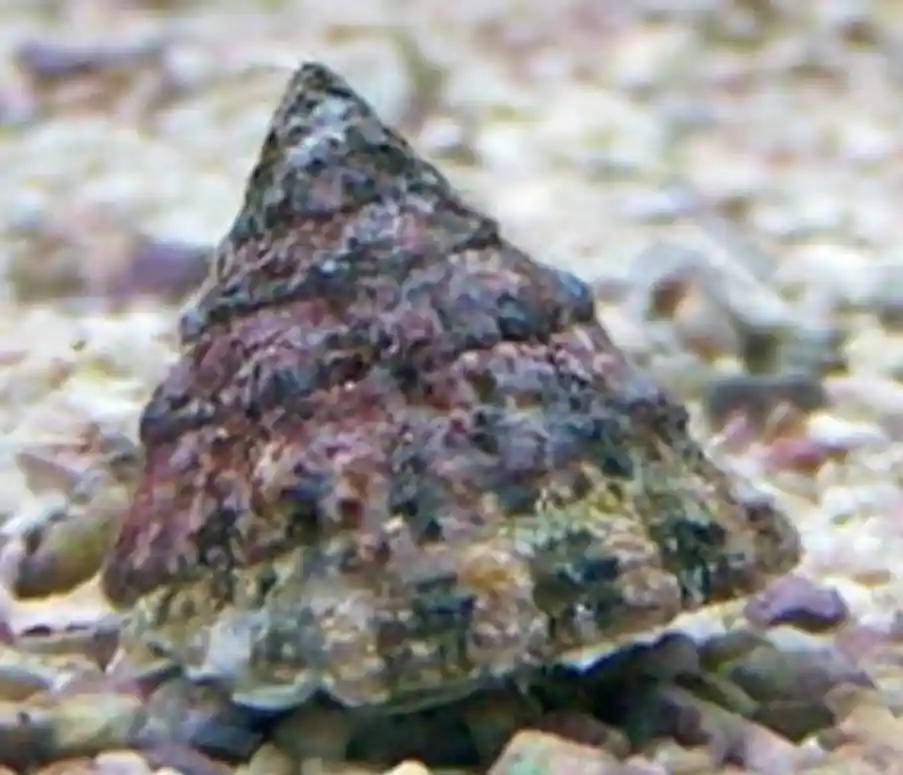 Astrea Snail - Squeaky's Aquatics