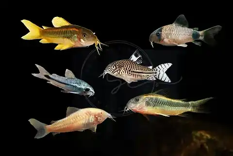 Mixed Cory Catfish - Squeaky's Aquatics