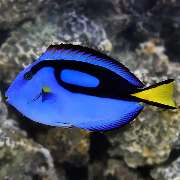 Blue Hippo Tang Medium (TR) - Squeaky's Aquatics